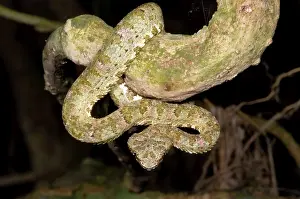 Eyelash: Eyelash Viper
