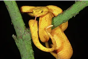 Bothrops: Eyelash Viper