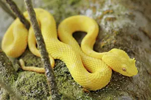 Arenal: Eyelash viper