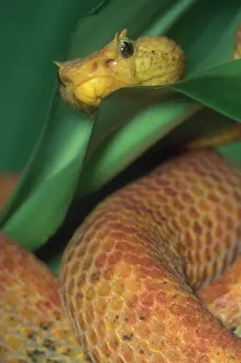 Bothrops: Eyelash Viper