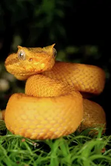 Vipers: Eyelash Viper