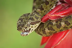 Alajuela: Eyelash Viper