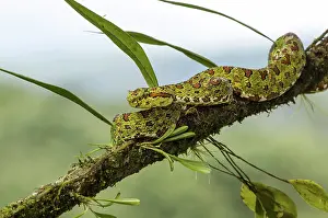 Bothrops: Eyelash Viper