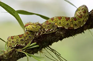 Rican: Eyelash Viper