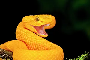 Northcott: Eyelash Viper, Bothriechis schlegeli, Native