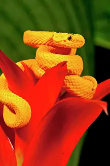 Northcott: Eyelash Viper, Bothriechis schlegeli, Native