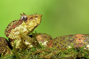 Eyelash: Eyelash viper (Bothriechis schlegelii), animal portrait
