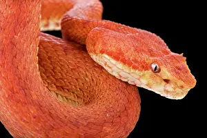 Bothrops: Eyelash viper (Bothriechis schlegelii), Costa Rica
