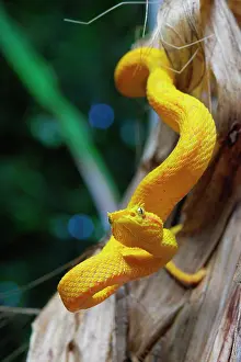 Suspend: Eyelash viper (Bothriechis schlegelii), Costa Rica