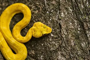 Bothrops: Eyelash Viper on a tree trunk (Bothriechis schlegelii)