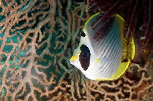 Butterflyfish: Eyepatch Butterflyfish