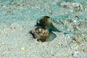Fantail: Eyes of Blue-spotted Fantail Ray buried in sand