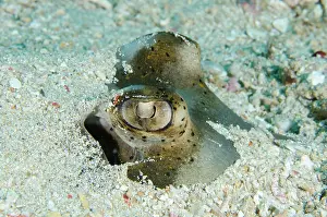 Fantail: Eyes of Blue-spotted Fantail Ray buried in sand