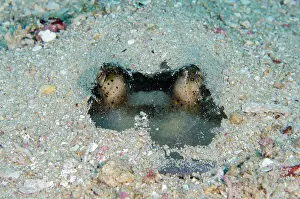 Fantail: Eyes of Blue-spotted Fantail Ray buried in sand
