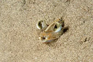 Hide: Eyes of Caramot shrimp (Melicertus kerathurus) in