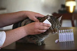 Cleaned: Eyes care given to a cat