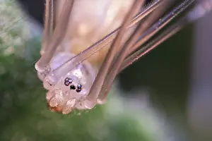 Cellar: Eyes of Cellar Spider - Norfolk UK