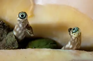 Ring: Eyes of Conch