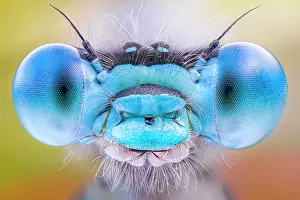 Antennae: Eyes of a damselfly, Luzzara, Reggio Emilia, Italy