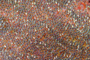 Anemonefish: Eyes in eggs of Clarks Anemonefish - Gili Tepekong