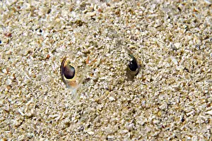 Hide: Eyes of Greater weever (Trachinus draco) in sand