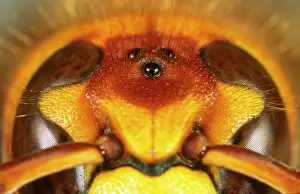 Hornets: Eyes of Hornet