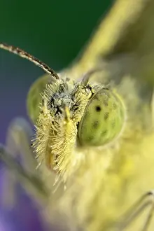 250720: Eyes of Large white butterfly - Norfolk UK
