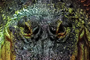 Mississippi: Eyes of the Mississippi Alligator (Alligator mississippiensi
