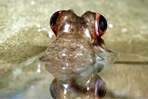 Mudskipper: EYES OF MUDSKIPPER