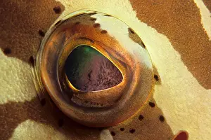Carribean: Eye's detail of Nassau grouper Epinephelus striatus Isla de