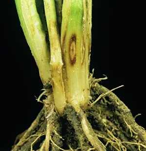Vulgare: Eyespot or Strawbreaker Footrot on barley