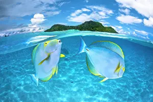 Lines: Eyestripe surgeonfish (Acanthurus dussumieri) co