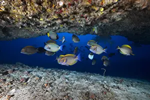 Surgeonfish: Eyestripe surgeonfish (Acanthurus dussumieri)sheltered