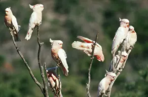 Cockatoos: Eyre Pink Cockatoos