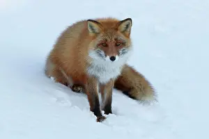 Hokkaido: Ezo red fox (Vulpes vulpes schrencki) sitting in
