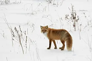 Hokkaido: Ezo red fox (Vulpes vulpes schrencki) in the snow