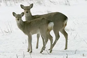 Sika: Ezo's Sika Deer