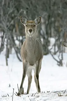 Sika: Ezo's Sika Deer