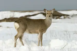 Sika: Ezo's Sika Deer