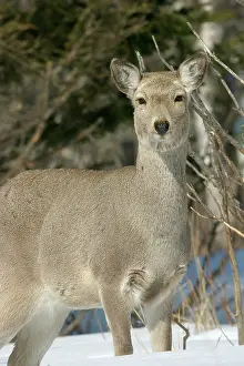 Sika: Ezo's Sika Deer