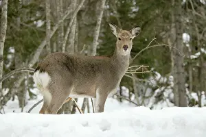 Sika: Ezo's Sika Deer