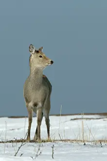 Sika: Ezo's Sika Deer