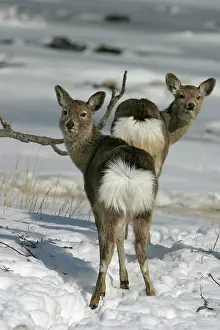 Sika: Ezo's Sika Deer - two