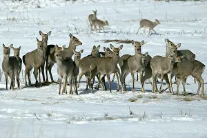 Sika: Ezo's Sika Deer - herd