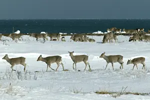 Sika: Ezo's Sika Deer - herd