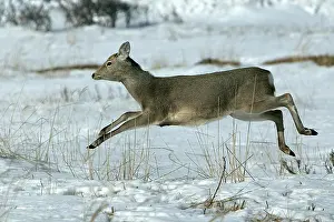 Sika: Ezo's Sika Deer - running