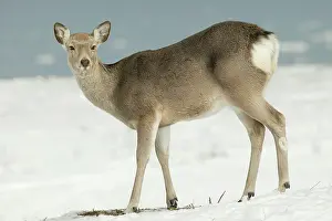 Sika: Ezo's Sika DEER - in snow