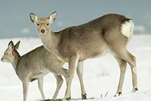 Sika: Ezo's Sika DEER - two standing in snow