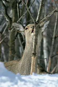 Sika: Ezo's Sika Deer - stripping bark to eat