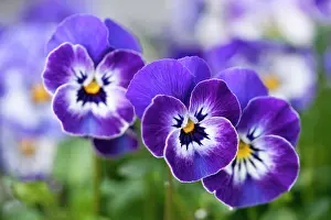 Cornuta: Viola
